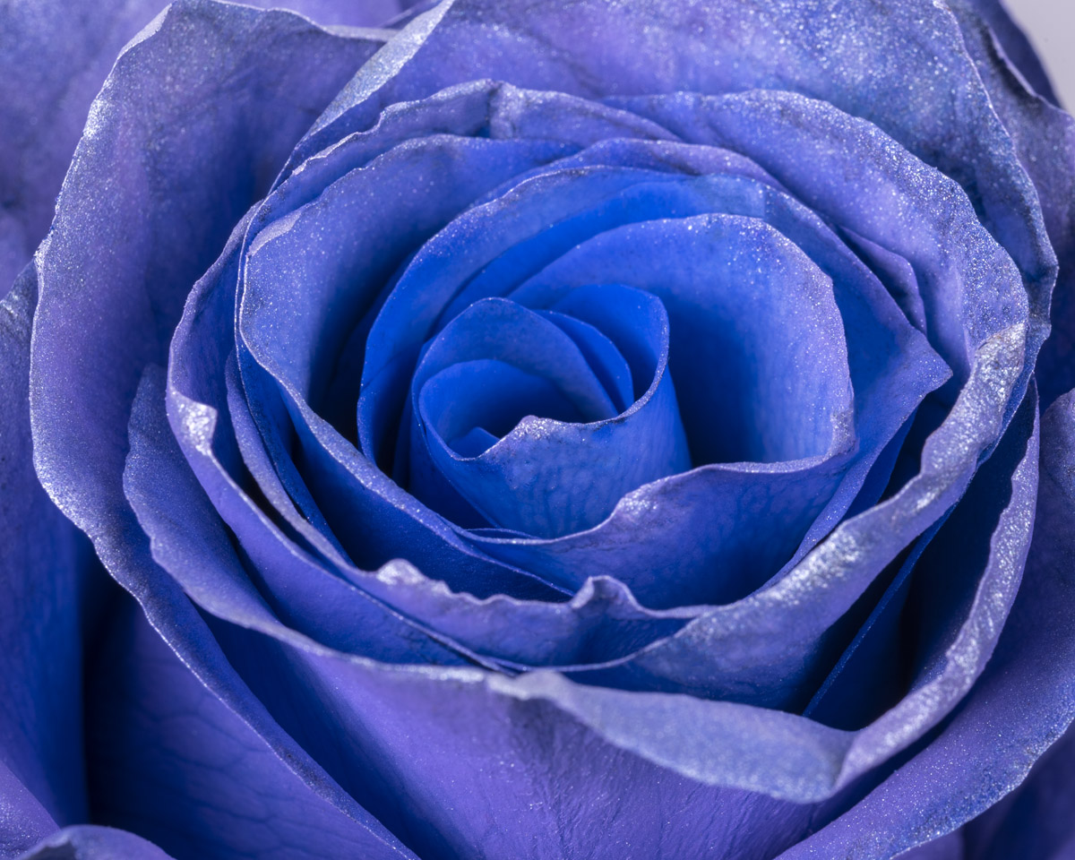 Blue Lavender Pearl detail